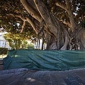 Estado actual del ficus, con una valla que rodea al árbol.