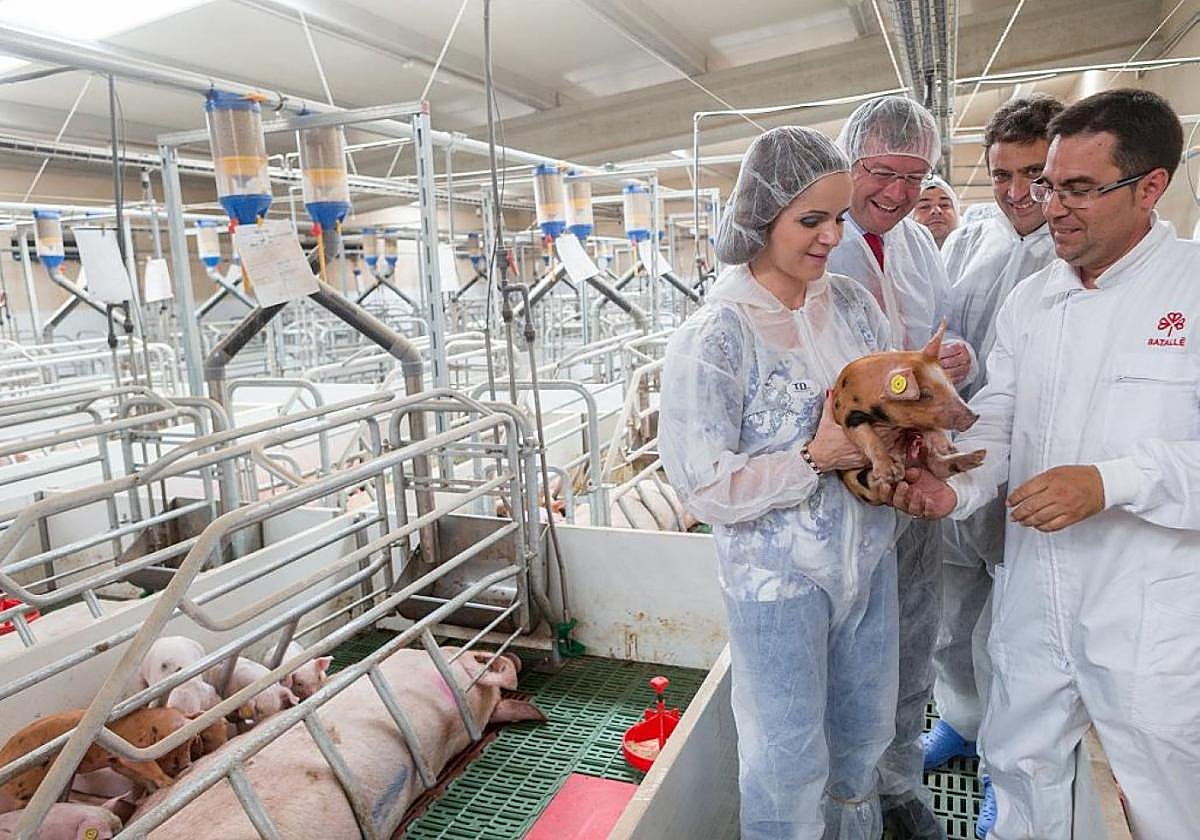 Rigor. Máxima asepsia en una granja de reproducción de cerdos. La bioseguridad es pauta común en todas las instalaciones del sector en España.