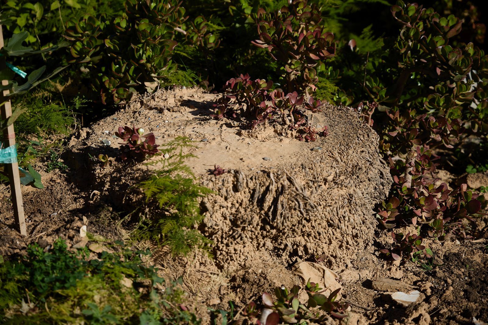 FOTOS | La Festa de l&#039;Horta regresa a Horno de Alcedo