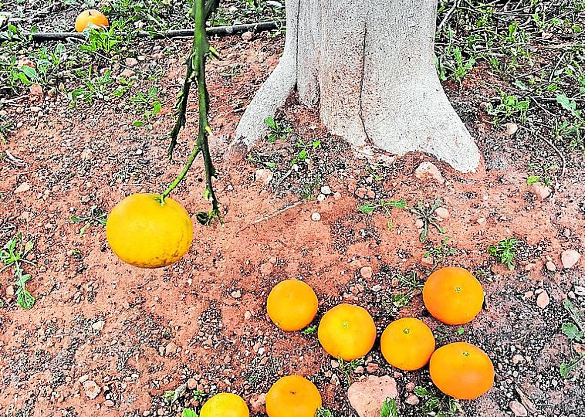 Clementinas cortadas por conejos. Obsérvese la ramilla pelada.