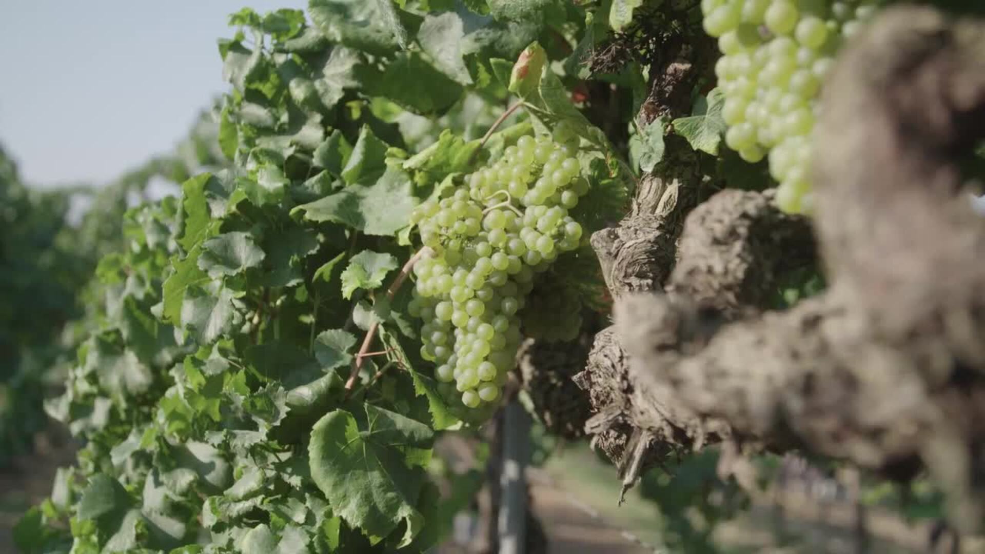 Raimat inicia una vendimia que prevé excelente y reduce un 20% el consumo de agua en la viña