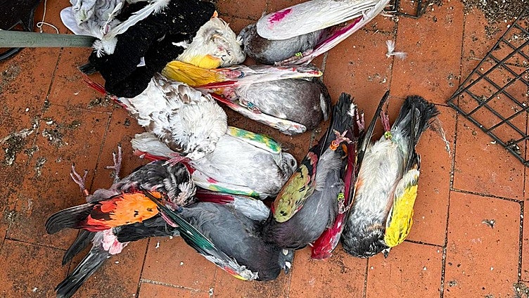 Matan nueve palomos y hacen desaparecer 12 en un club de colombicultura de Beniarjó