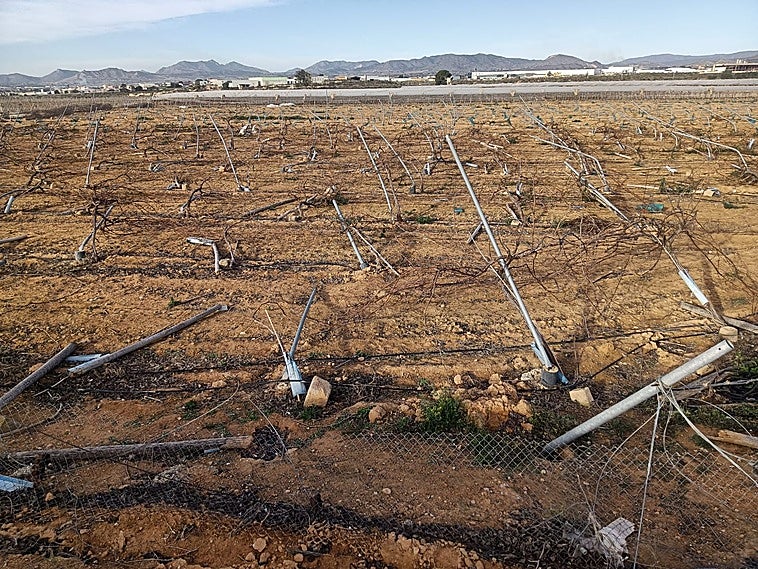 Asaja alerta de importantes daños por los fuertes vientos en cultivos de la provincia de Alicante tras el temporal