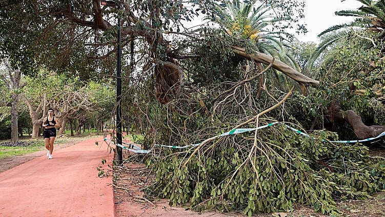 Árboles caídos y fachadas con riesgos: los bomberos siguen trabajando contra los efectos del viento