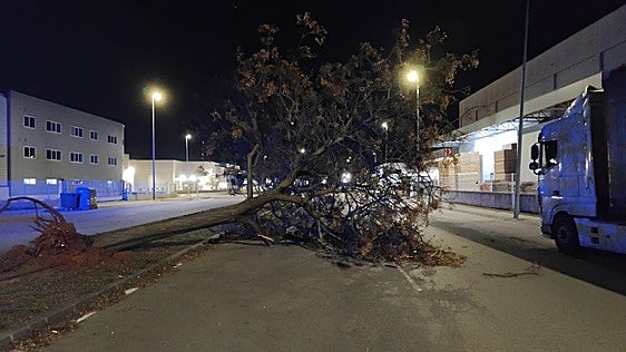 Emergencias gestiona más de 500 incidentes relacionados con el viento en las últimas 24 horas