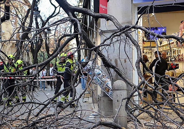 LAS PROVINCIAS 🔵 Valencia tiembla por el fuerte viento: las zonas y barrios de la ciudad donde se superaron los 100 km/h anoche