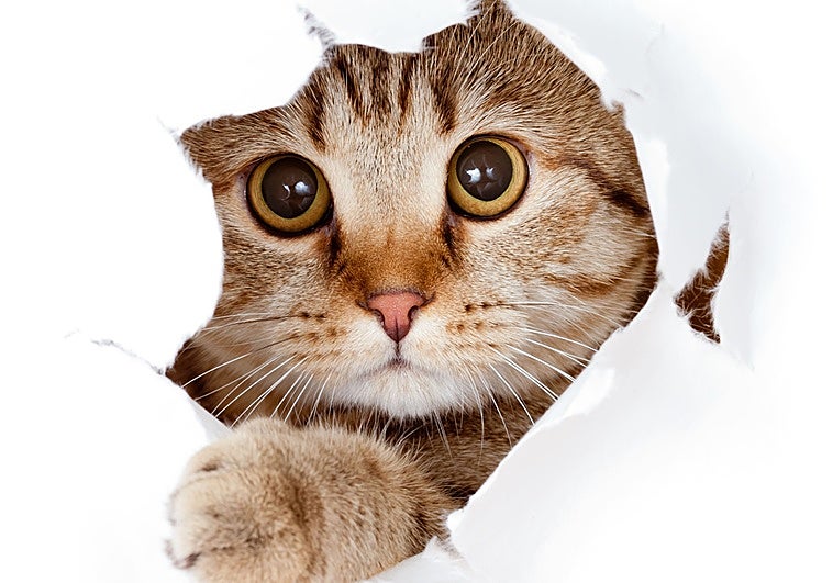 ¿Tu gato no juega con sus juguetes? Podrías estar haciéndolo mal, advierte un veterinario