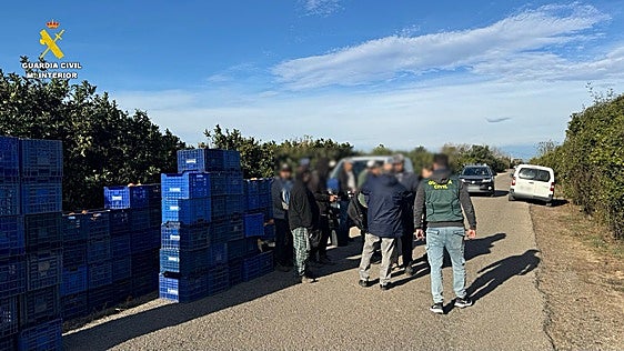 La Guardia Civil desarticula una banda en Benimusslem dedicada al robo de naranjas