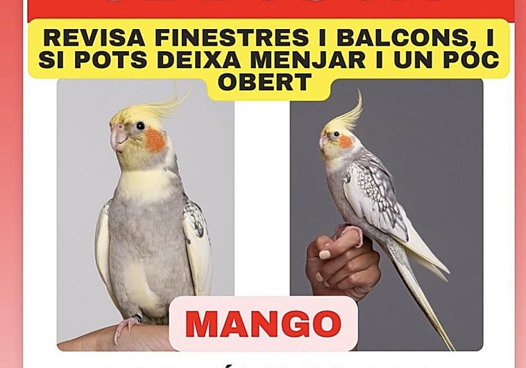 Recompensa de 500 euros por la cacatúa 'Mango' perdida entre Benifaió y Almussafes