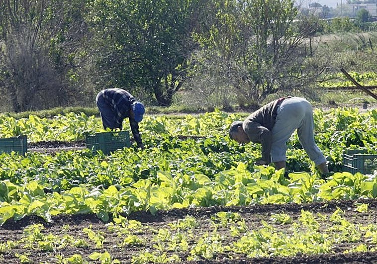 Los agricultores valencianos estallan por los precios en origen: lechugas doce veces más caras en el campo que en la mesa