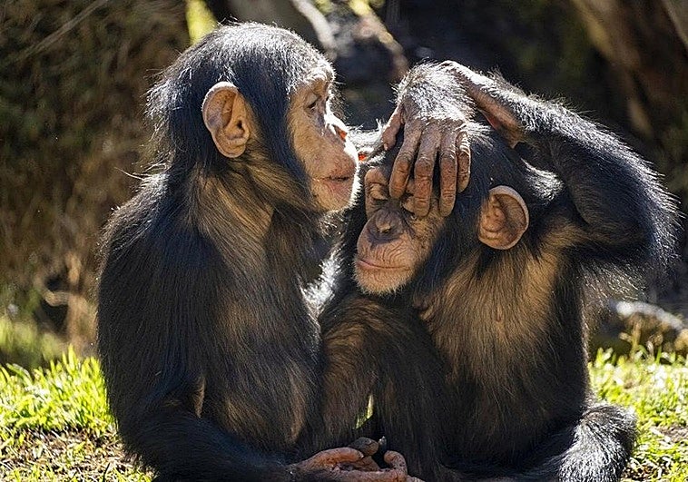 Esta primavera descubre en BIOPARC Valencia la parte más tierna de la vida salvaje con las últimas crías
