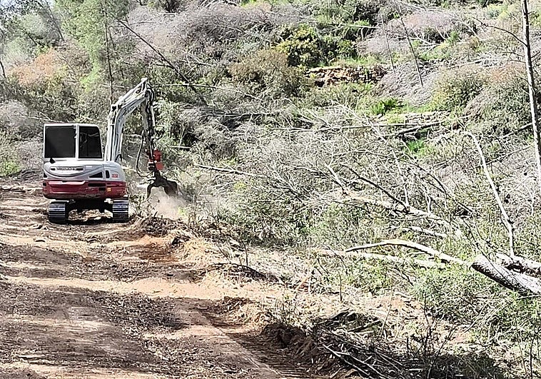 Vilamarxant retira 300 árboles caídos por la dana en el Parque del Turia