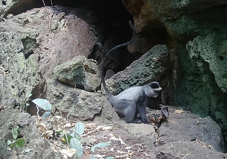 Un 'festín de murciélagos' alerta cómo saltan los virus de animales a humanos