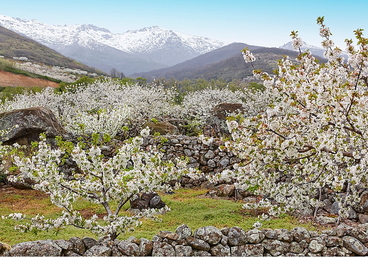 Parece Japón, pero es España: el valle repleto de cerezos, perfecto para una escapada en primavera