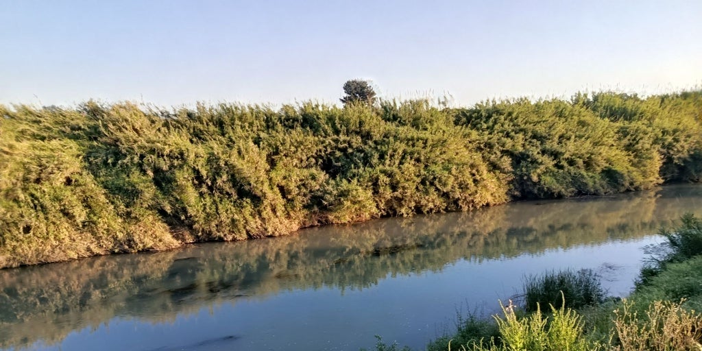 Cultivos reconvertidos en bosque de ribera para que el Júcar pueda crecer