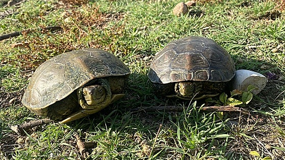 La tortuga ibérica se hace fuerte en el Magro