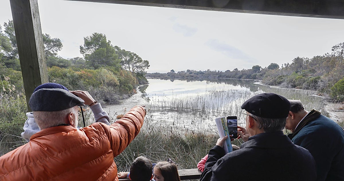 Paraíso récord de aves en la Albufera