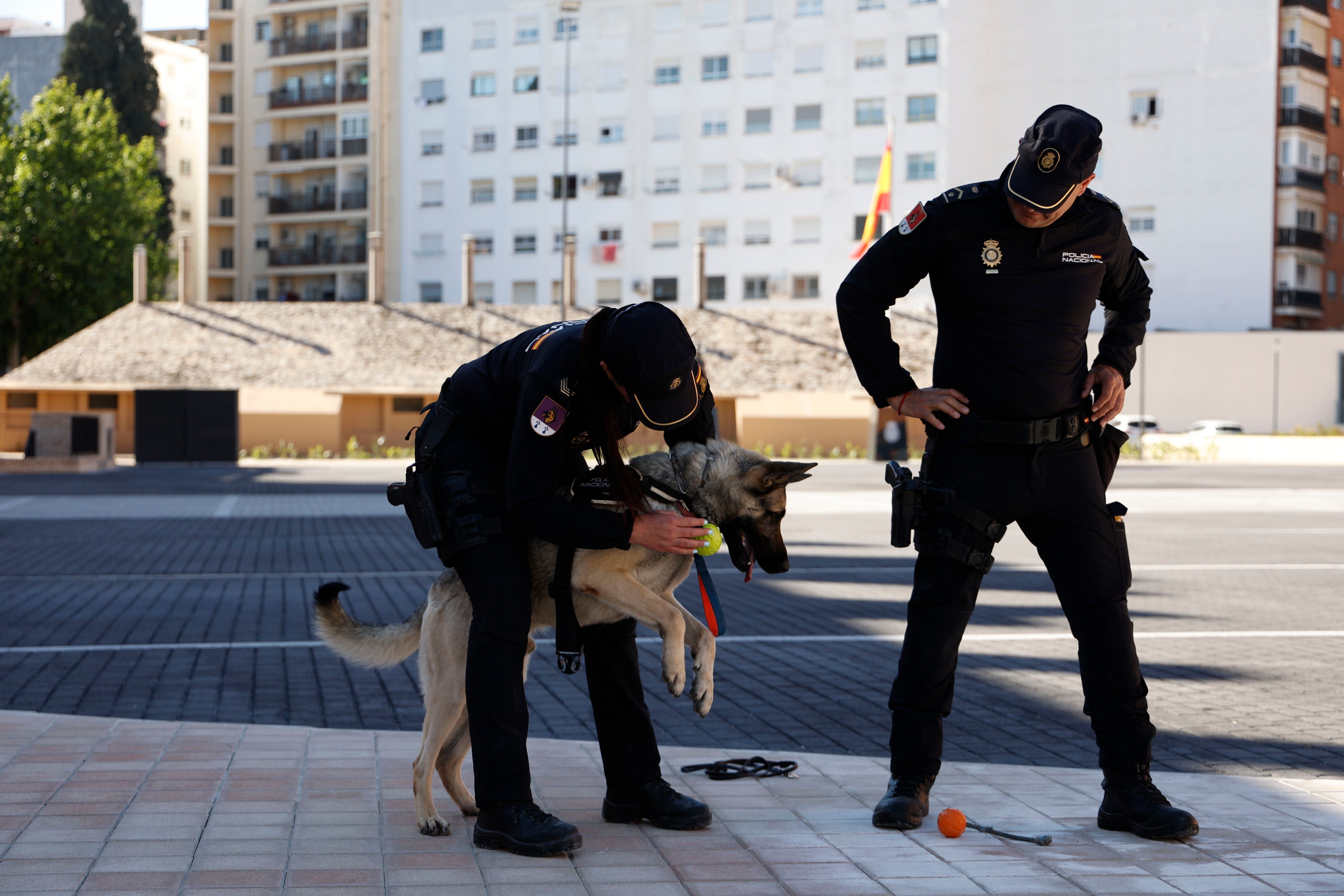 Perros contra la 'Madre de Satán'