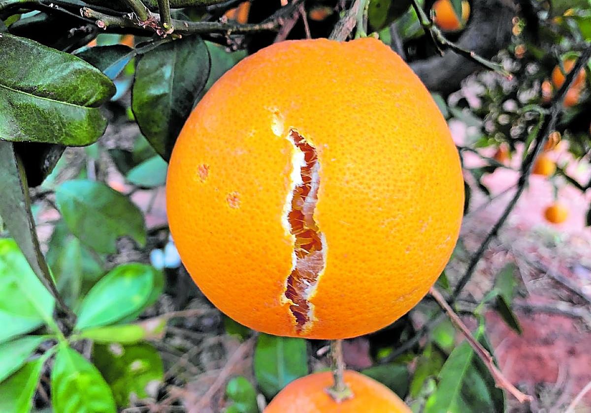 El fatal rajado de las naranjas puede tener fácil remedio