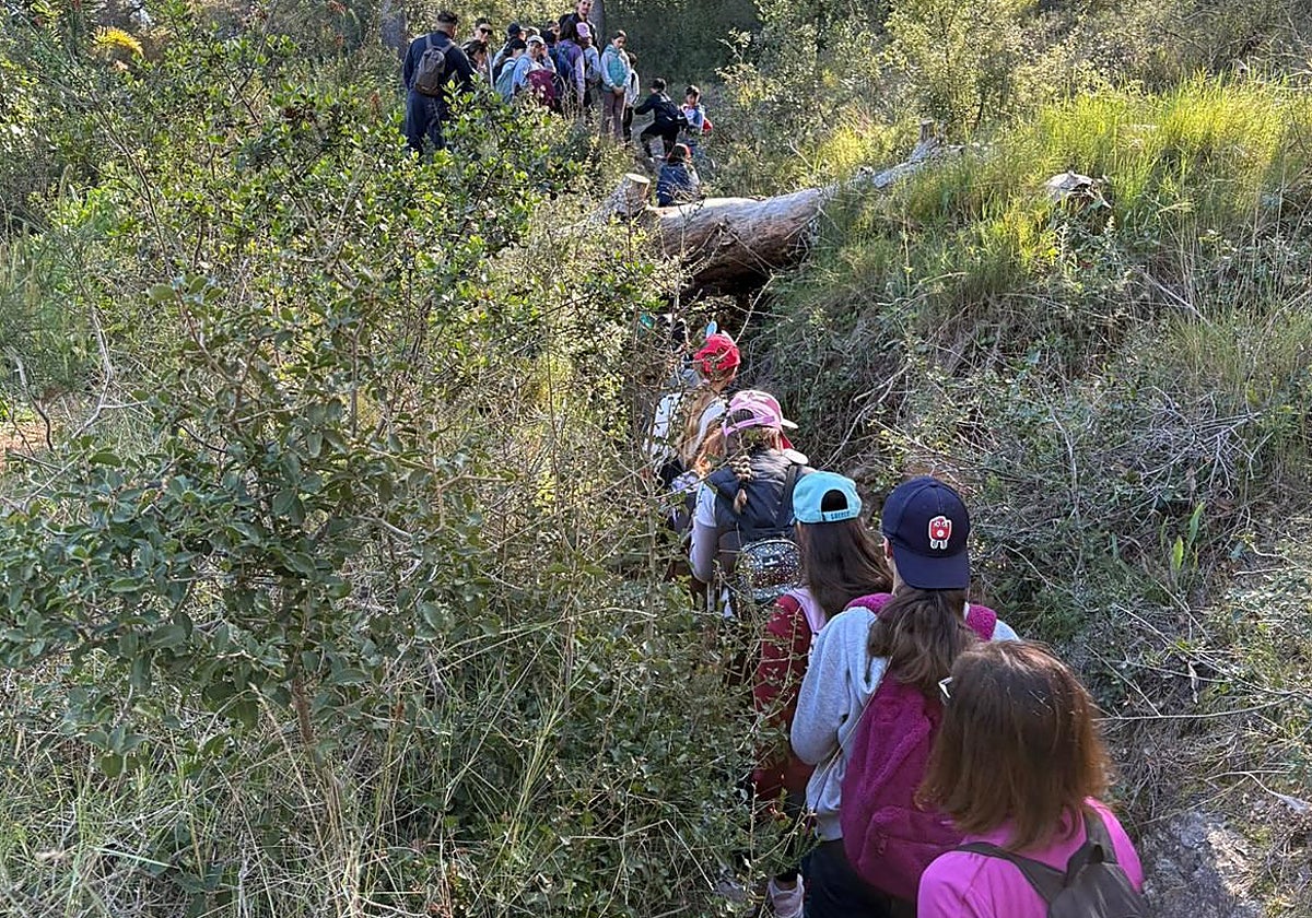 'Ovejas bombero' para limpiar los montes de Vilamarxant