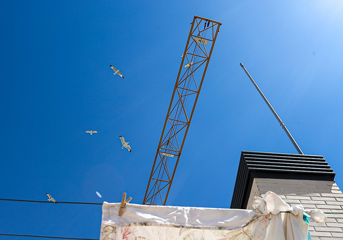 Las gaviotas se convierten en un peligro para los vecinos de Valencia