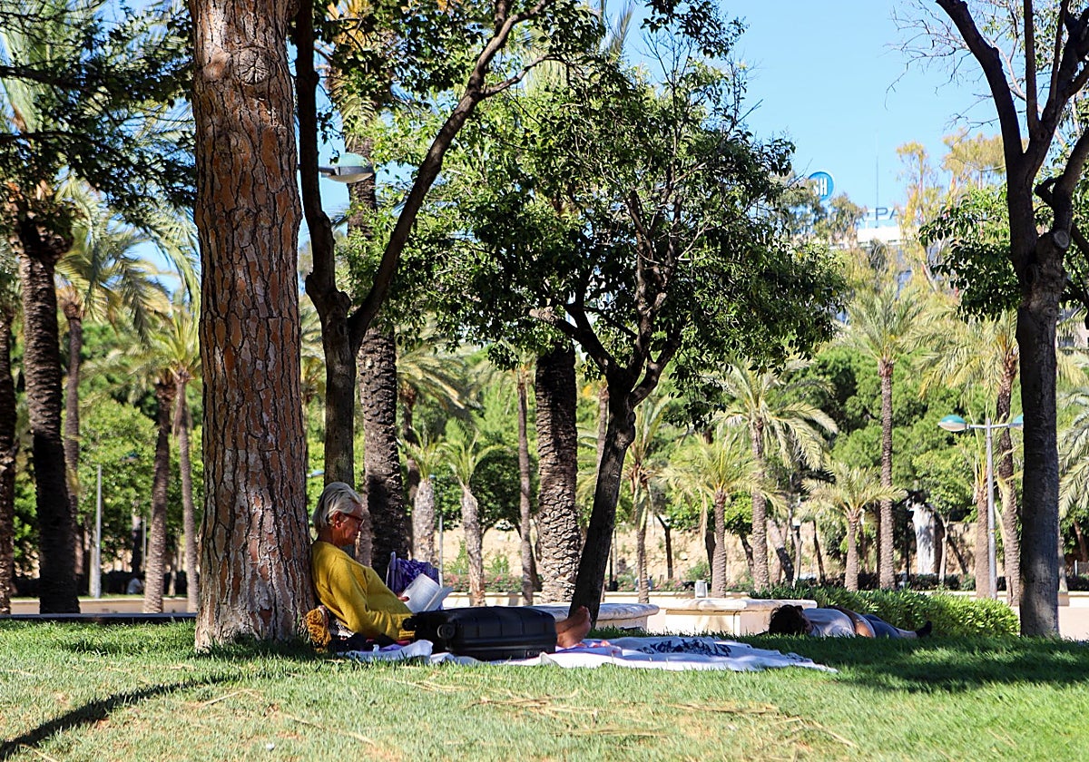 Dos algarrobos centenarios presidirán la renovación del Jardín del Turia junto al Palau