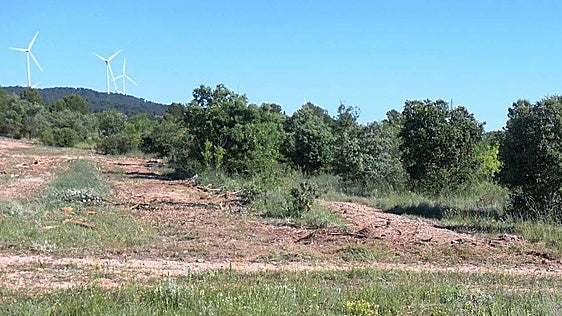 Denuncian ante la Guardia Civil la destrucción de un bosque de encinas en Jalance para instalar un parque solar