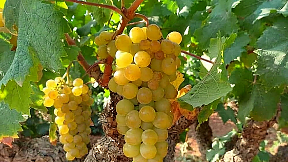 El legado valenciano de la Vitis apiana