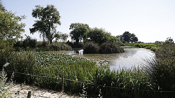 30 años de la microrreserva para recuperar especies de la Albufera