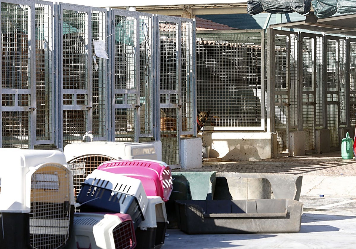 El Seprona se persona en el Ayuntamiento de Valencia en una 