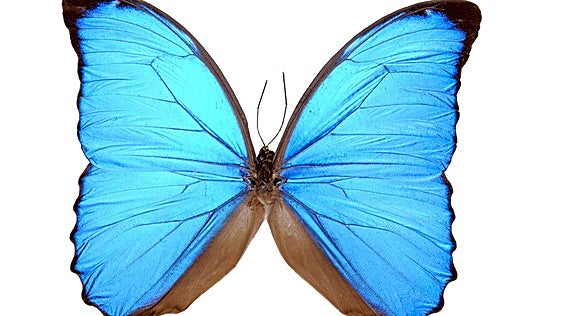 ¿Pueden heredarse los recuerdos? El experimento con mariposas de un niño de 10 años que sorprende a la ciencia