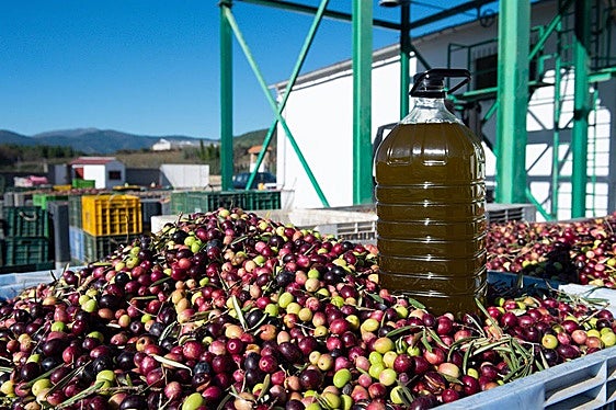 El dueño de una almazara, sobre el precio del aceite de oliva después de Navidad: «Los combustibles están subiendo mucho...»