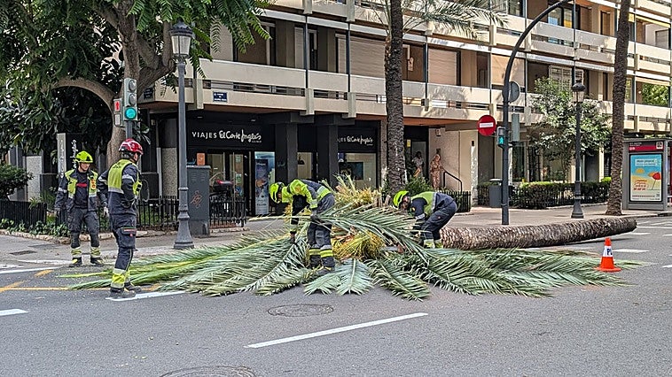 Una palmera se desploma junto al Jardín de Viveros de Valencia