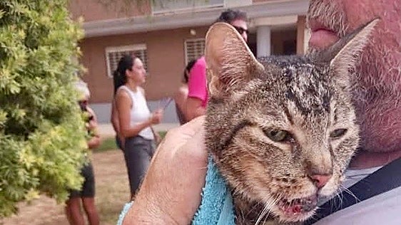 Un gato aparece vivo entre los escombros una semana después del derrumbe de Benetússer
