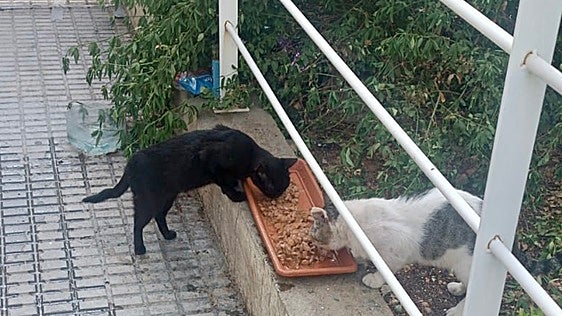 Los ángeles de los gatos: voluntarias y ayuntamientos tejen la red que cuida las colonias felinas de l'Horta