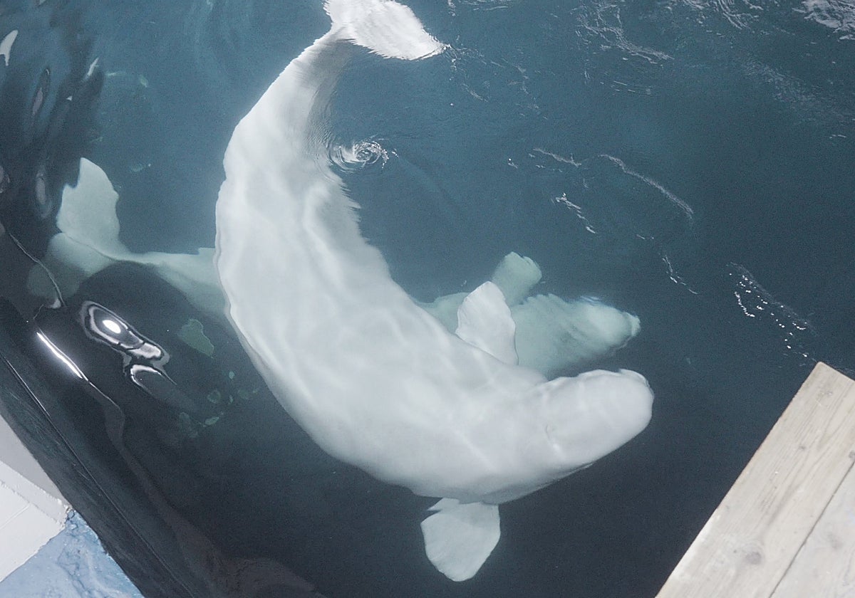 Las belugas y delfines que iban a ser sacrificados aterrizan en el Oceanogràfic de Valencia desde Toronto