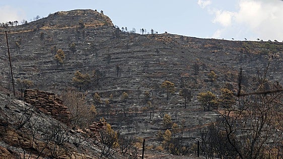 Gátova reclama al Consell que ponga en marcha «cuanto antes» un plan de recuperación forestal para la Calderona