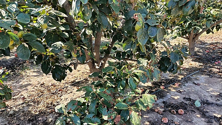 La cicatriz del reventón térmico en el campo