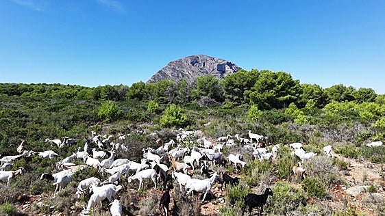 Vuelven las cabras a Xàbia para reducir la vegetación en el Parque Natural del Montgó