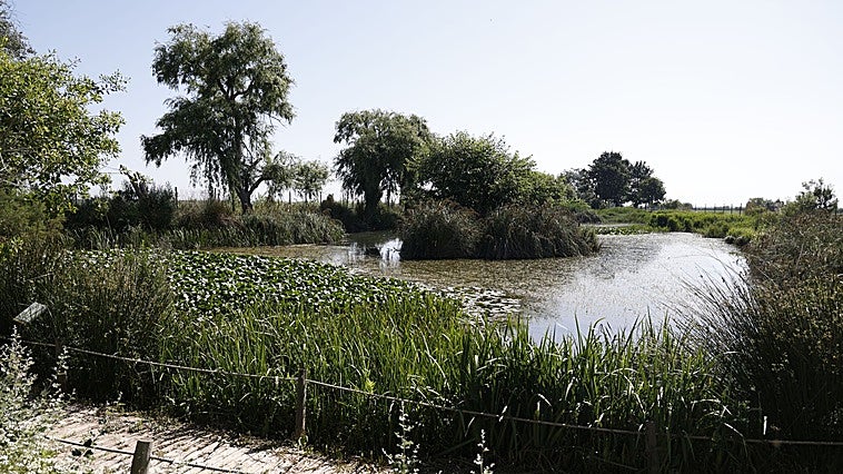 Más de cuatro años sin noticias del desdoblamiento del colector oeste ni de la nueva depuradora para la Albufera