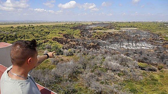 Actuación de emergencia en El Saler: Medio Ambiente inyecta 150.000 euros para el derribo de árboles, retirada de troncos quemados y cierre de caminos