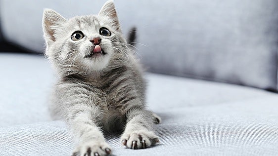 Ni calor ni comodidad: El curioso motivo por el que los gatos se tumban sobre el ordenador