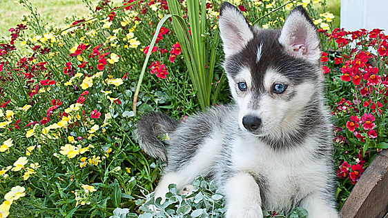 La edad mínima para adoptar mascotas en España está fijada por ley y muchos no la conocen