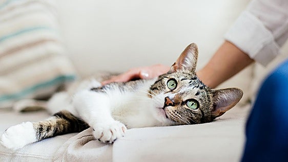 Los 'zoomies' o la explicación a por qué tu gato sale corriendo de repente por toda la casa