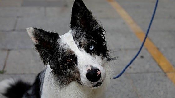 Es uno de los perros más inteligentes, pero un veterinario avisa: no es una mascota apta para cualquier familia