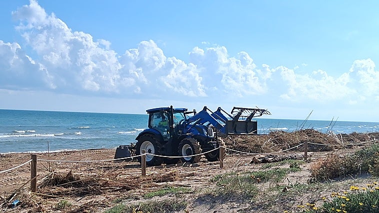 La Diputación comienza a retirar cañas arrastradas por la dana en la playa de Daimús