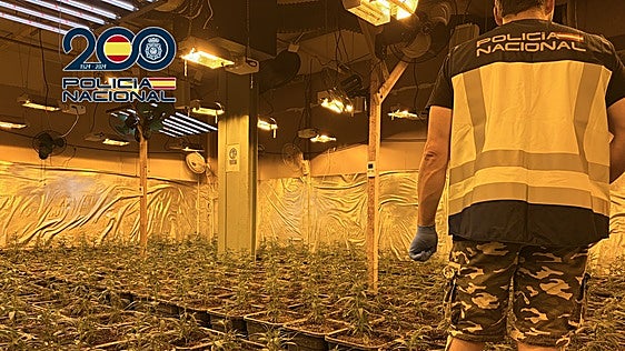 Golpe al cultivo indoor de marihuana en la Comunitat