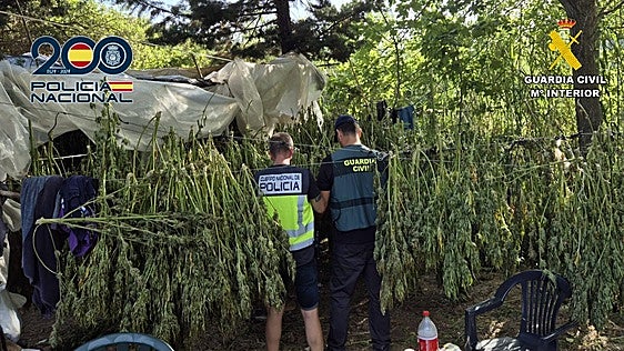 Reincidencia en la sierra de Enguera: desmantelan la misma macroplantación de marihuana tres años después