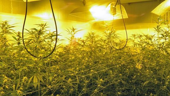 Una plantación de cannabis. 