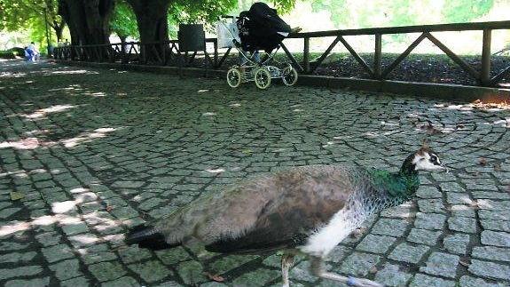 Un pavo real del parque Isabel la Católica.